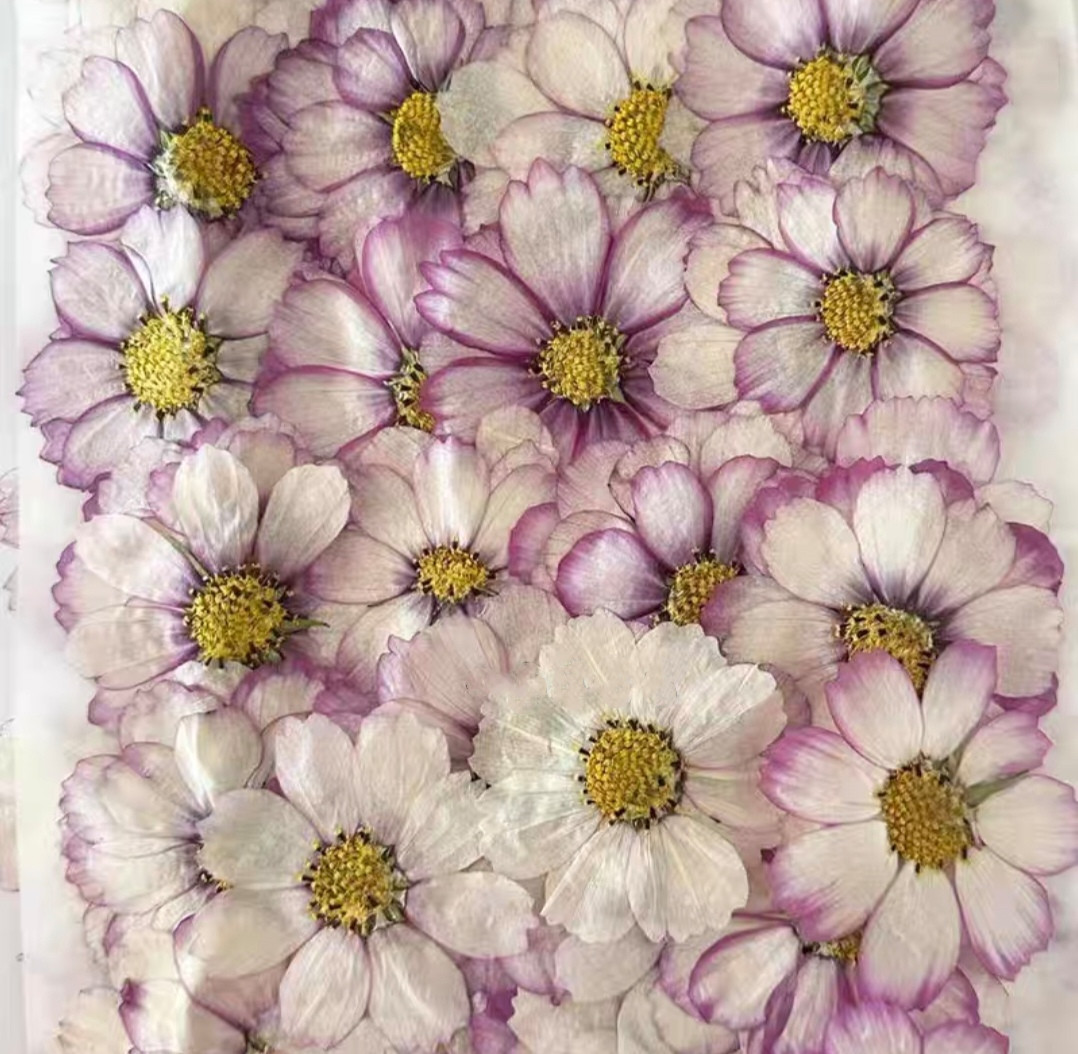 60pcs Pressed Dried Cosmos Flo - Resin Art Baby ulasan dan harga