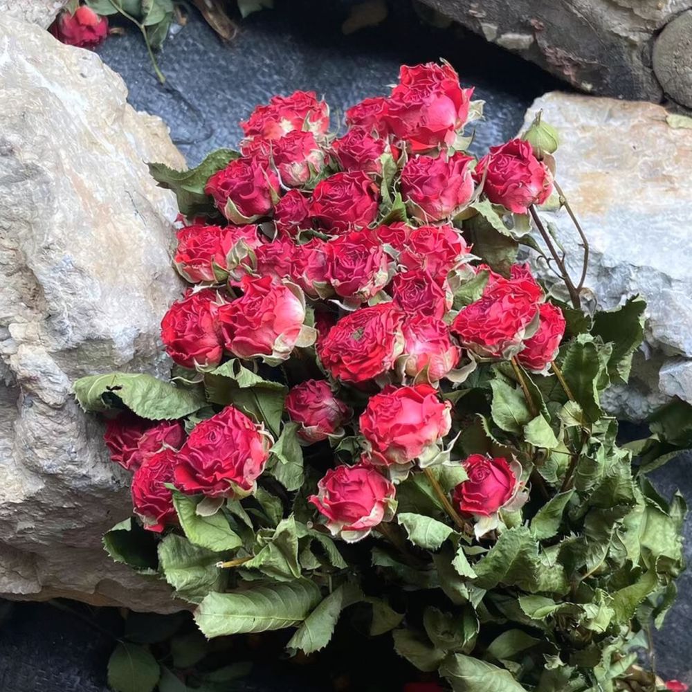 Natural Preserved Dried Rose F - Resin Art Rose ulasan dan harga